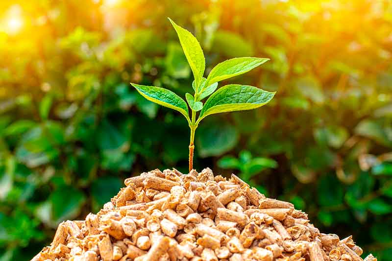 Holzpellets mit kleiner Pflanze oben drauf